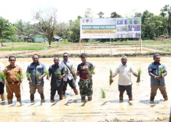 Sukseskan Program Swasembada Pangan, Yonif 754 Kostrad Tanam Padi Bersama Pemuda Tani Provinsi Papua Tengah Dan Masyarakat