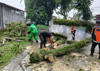 Babinsa Koramil 01/Pariaman Tinjau dan Bantu Penanganan Pohon Tumbang di Kelurahan Taratak