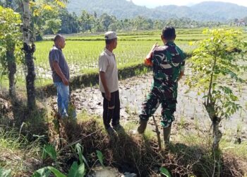 Babinsa Apresiasi Kejrun Sawah di Babahrot Maksimalkan Tanam Padi Serentak, Ini Pesannya