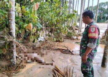 Menerima Laporan Warga Adanya Penemuan Mayat, Babinsa Koramil 09/Batang Anai Sertu Syahrizal langsung Ke Lokasi