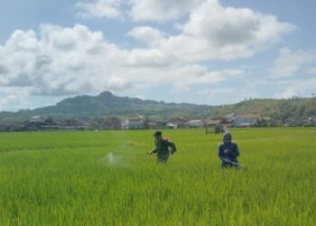 Serka Harko Bantu Petani dalam Penyemprotan Padi