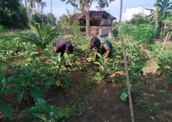 Tingkatkan Produksi Pangan dan Ekonomi, Babinsa Ajak Warga Produktifkan Metode Tumpang Sari di Lahan Sawit