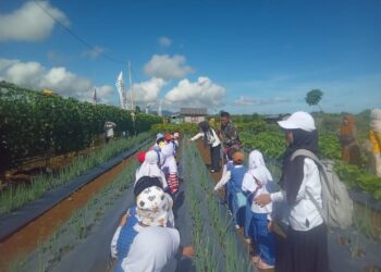 Kodim 1612/Manggarai: Smart Farm Militer, TK PAUD Belajar Nutrisi dan Pertanian Lewat Aplikasi Digital