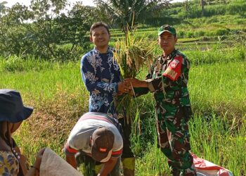 Pantau Potensi Hasil Panen Petani Ngampon, Babinsa Ampel Dampingi Pengubinan Padi