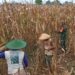 Serka Bambang Dampingi Petani Panen Jagung, Dukung Program Ketahanan Pangan Nasional