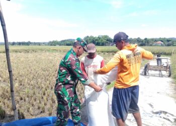 Babinsa Sukorejo Koramil 0808/09 Sutojayan Bantu Panen Padi Dukung Ketahanan Pangan Di Blitar