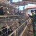 Babinsa Koramil 14 / PB.Komsos Dengan Peternak Telur Ayam Kampung Untuk Selalu Menjaga Kebersihan