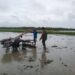Babinsa Koramil 02/TL terjun langsung ke sawah dukung program ketahanan pangan