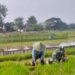 Babinsa Desa Pojok Dampingi Petani Siapkan Bibit Padi