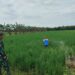 Tingkatkan produksi gabah kering Babinsa Koramil 02/TL dampingi petani rawat padi