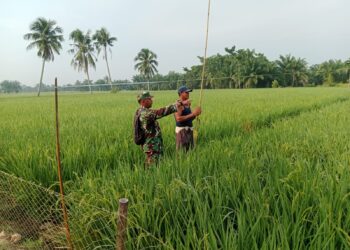 Babinsa Koramil 02/TL Dukung program pemerintah untuk swasembada pangan