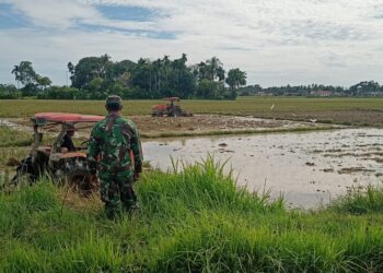 Babinsa Koramil Susoh Dampingi Percepatan Target Tanam Padi di Desa