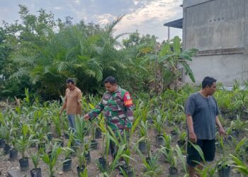 Dukung Ekonomi Mandiri Masyrakat, Babinsa di Babahrot Tinjau Usaha Pembibitan Kelapa Sawit