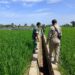 Dukung Kelancaran Pertanian, Babinsa dan PPL di Susoh Tinjau Sistem Pengairan Sawah