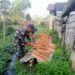 Babinsa Hadir Dengarkan Keluh Kesah Petani Kayu Manis di Pakpak Bharat