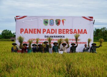 Yonif TP 806/SI Bersama Forkopimda Kab. Sorong Laksanakan Panen Padi : Sinergi TNI dan Pemda, Perkuat Ketahanan serta Kemandirian Pangan