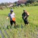 Babinsa Dermojayan Wujudkan Ketahanan Pangan, Turun Langsung Bantu Petani Memupuk Padi