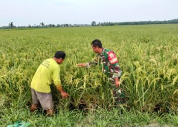 Koramil 02/TL dukung program pemerintah tentang swasembada pangan