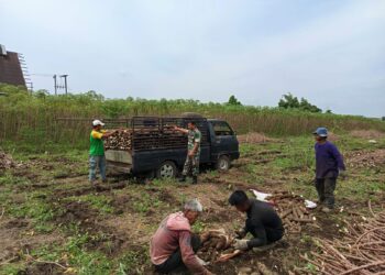 BABINSA KOMSOS DENGAN KELOMPOK TANI SAAT PANEN UBI