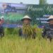 WUJUD NYATA TINGKATKAN JUMLAH PRODUKSI PANGAN, KOMANDAN KODAERAL XI PIMPIN PANEN RAYA PADI DI SERMAYAM II