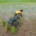 Jaga Produktivitas, Serka Sudarlan Dampingi Petani Lakukan Penyulaman Padi