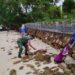 Babinsa Bersama Perangkat Desa Pulau Medang, Gotong-Royong Bersihkan Pesisir Pantai
