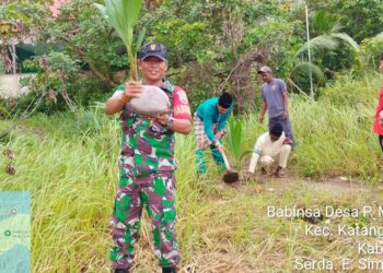 Babinsa Bersama Aparat Desa Pulau Medang, Tanam Pohon Kelapa Dukung Antisipasi Longsor