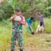Babinsa Bersama Aparat Desa Pulau Medang, Tanam Pohon Kelapa Dukung Antisipasi Longsor