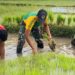 Yonarmed 12 Kostrad Dukung Ketahanan Pangan, Tanam Padi Bersama Petani Perbatasan Belu