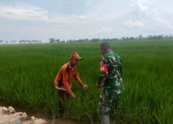 Koramil 02/TL Dukung Swasembada Pangan, Babinsa Dampingi Petani Padi di Kualuh Hilir