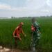 Koramil 02/TL Dukung Swasembada Pangan, Babinsa Dampingi Petani Padi di Kualuh Hilir