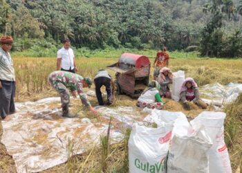Babinsa Koramil 07/AKB Dampingi Panen Padi, TNI Dukung Ketahanan Pangan Desa Pematang