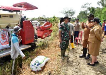 Dandim 1707/Merauke Bersama Bupati Laksanakan Panen Raya, Wujud Nyata Dukung Swasembada Pangan