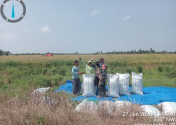 Kodim 0209/Labuhanbatu Perkuat Swasembada Pangan Lewat Pendampingan Panen Padi di Panai Hilir
