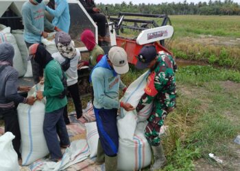 Kodim 0209/Labuhanbatu Dukung Ketahanan Pangan di Kualuh Hilir