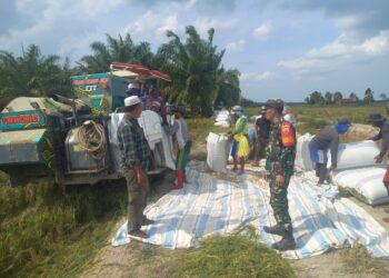 Kodim 0209/Labuhanbatu Dampingi Panen Padi Perdana di Kuala Bangka, Dukung Swasembada Pangan Nasional