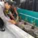 Sertu Adi Winarto Turut Hadir Gotong Royong dan Penanaman Pohon di Kelurahan Sei Kera Hulu