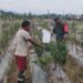 Babinsa Dampingi Petani Wujudkan Susoh Melimpah Cabai