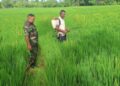 Dukung Ketahanan Pangan Nasional, Babinsa Dampingi Petani di Susoh Pemupukan Padi Tepat Waktu