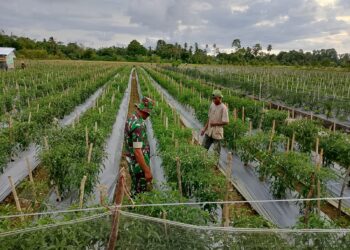 Optimalkan Poduktif Lahan Tidur, Babinsa Minta Warga Konsen Kembangkan Budidaya Pangan