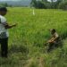 Babinsa Dampingi Petani Tinjau Masa Reproduktif Padi di Susoh