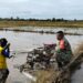 Babinsa Dampingi Petani Kejar Pembajakan Sawah di Babahrot
