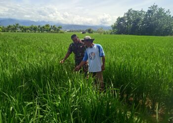 Babinsa Ajak Petani di Susoh Fokus Sukseskan Ketahanan Pangan