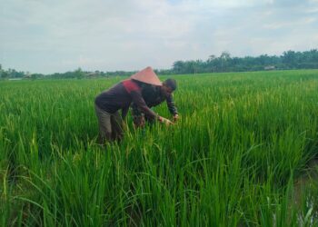 Pendampingan Pertanian Babinsa, Sawah Krueng Lingka Disiapkan Jadi Penyangga Pangan Desa