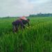 Pendampingan Pertanian Babinsa, Sawah Krueng Lingka Disiapkan Jadi Penyangga Pangan Desa