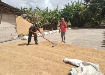 Babinsa Pastikan Stok Gabah di Wilayah Susoh Aman dan Mencukupi
