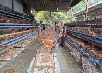 *Dari Desa untuk Pangan, Babinsa Dampingi Program Ayam Petelur
