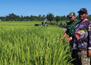 Babinsa Ingatkan Petani di Susoh Intens Jaga Padi Saat Masa Generatif