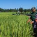 Babinsa Ingatkan Petani di Susoh Intens Jaga Padi Saat Masa Generatif