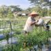 Babinsa Hadir di Lahan Cabai, Dorong Produktivitas Petani Desa Seunebok Jalan